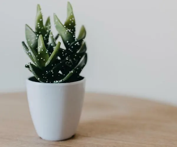 House, Nirvana, Apartment *